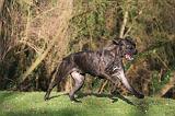 CANE CORSO 1376